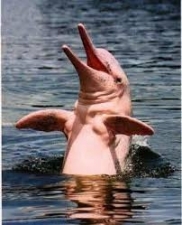 Delfín rosado Cuyabeno
